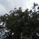 BI_20140527_SchwarmBAUM