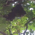 BI_20140527_SchwarmBaum1