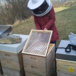 Bienen zuckern im Februar