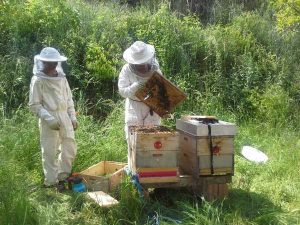 Bienenschwarm Einschlagen