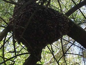 Honigwerkstatt Bienenschwarm