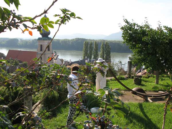 Bienen Patenschaft