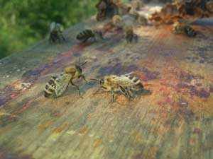 Honigbienen der Honigwerkstatt
