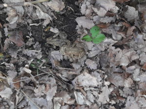 Kroeten in Bienengarten der HONIGWERKSTATT