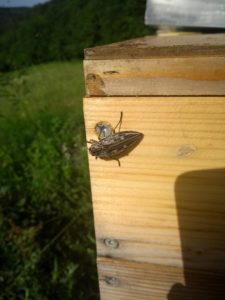 Insekten Bienen Honig im Bienengarten der HONIGWERKSTATT