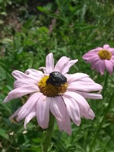 Insekten Bienen Honig im Bienengarten der HONIGWERKSTATT
