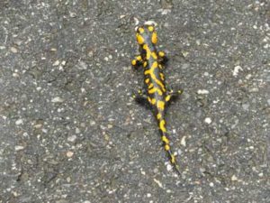 Honigwerkstatt Besuch im Bienengarten