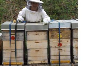 Honigwerkstatt Bienenvolk