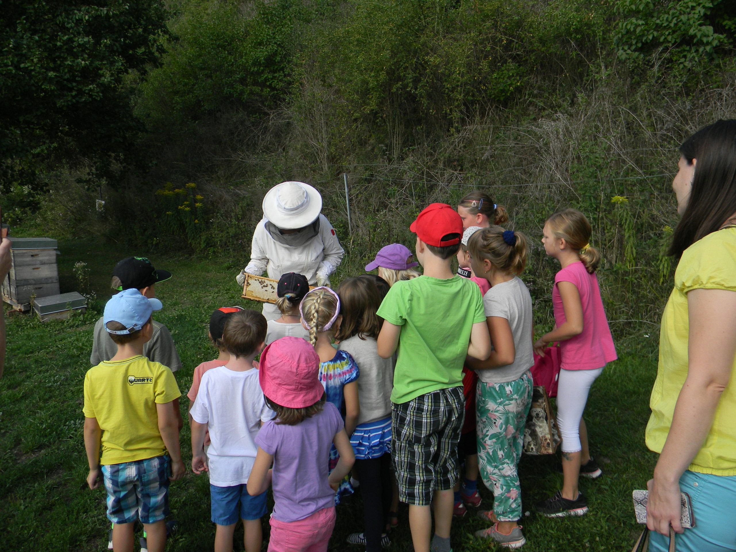 Schulprogramme Bienen Schulprogramme Bienen