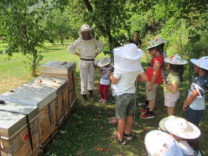 Bienen Schulprogramme