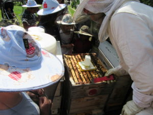 Bienen und Schulprogramme