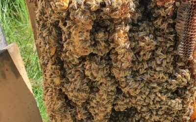 Unsere Bienen im kalten Mai, heißer Juni! 2021