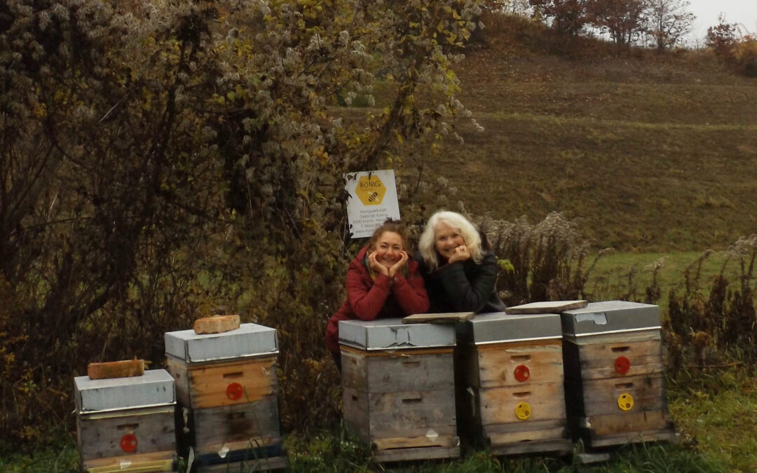Honig und Bienen im Winter