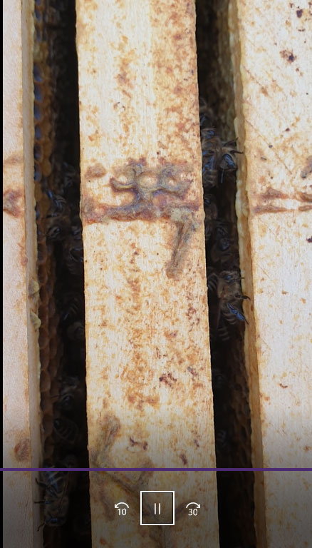 Bienen im WInter