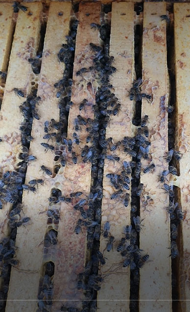 BIENEN IM WINTER