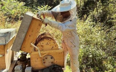 Von der Bienenpatin zur Imkerin